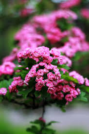 Attēlu rezultāti vaicājumam “Crataegus laevigata flower”