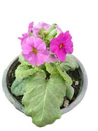 Image result for Primula obconica