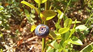 Attēlu rezultāti vaicājumam “Vaccinium myrtillus fruit”