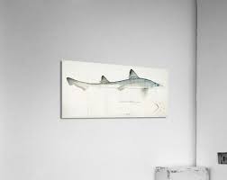 Image result for Mustelus antarcticus