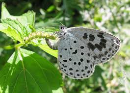 Attēlu rezultāti vaicājumam “Phengaris arion upperside”