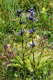 Attēlu rezultāti vaicājumam “Swertia perennis”