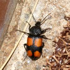 Attēlu rezultāti vaicājumam “Panagaeus cruxmajor”