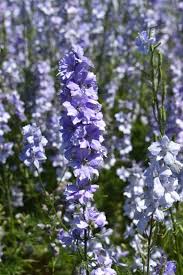 Image result for Delphinium consolida
