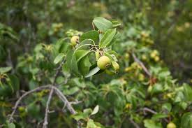 Attēlu rezultāti vaicājumam “Pyrus pyraster leaf”