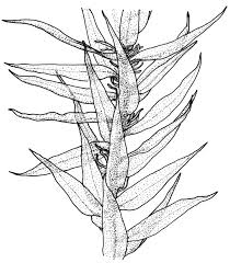 Attēlu rezultāti vaicājumam “Pohlia wahlenbergii sporophyte”