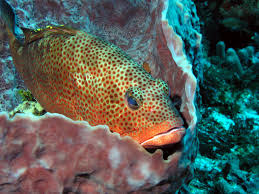 Image result for Epinephelus guttatus