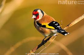 Attēlu rezultāti vaicājumam “Carduelis carduelis adult”