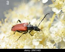 Attēlu rezultāti vaicājumam “Anastrangalia sanguinolenta male”