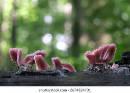 Attēlu rezultāti vaicājumam “Stemonitis fusca young”