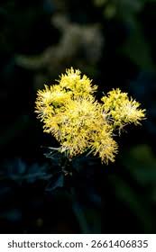 Attēlu rezultāti vaicājumam “Thalictrum flavum bud”