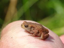 Attēlu rezultāti vaicājumam “Bufo bufo juvenile”