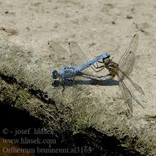 Attēlu rezultāti vaicājumam “Orthetrum brunneum”