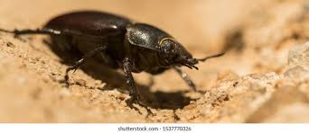 Attēlu rezultāti vaicājumam “Dasytes caeruleus imago”