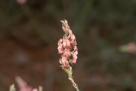 Attēlu rezultāti vaicājumam “Onobrychis arenaria bud”