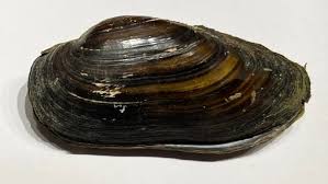 Attēlu rezultāti vaicājumam “Unio crassus”