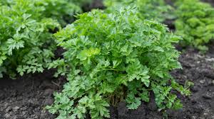 Image result for Petersilie