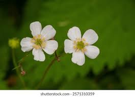 Attēlu rezultāti vaicājumam “Potentilla alba”
