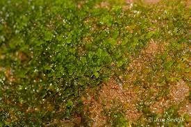 Attēlu rezultāti vaicājumam “Riccardia multifida”