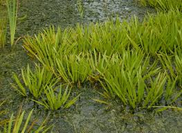 Attēlu rezultāti vaicājumam “Stratiotes aloides flower”