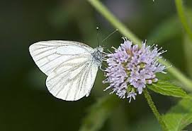 Attēlu rezultāti vaicājumam “Pieris napi male”