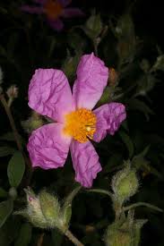 Attēlu rezultāti vaicājumam “Cistaceae”