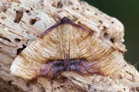 Attēlu rezultāti vaicājumam “Plagodis dolabraria”