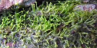 Attēlu rezultāti vaicājumam “Metzgeria violacea”