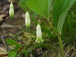Attēlu rezultāti vaicājumam “Polygonatum odoratum flower”