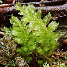 Attēlu rezultāti vaicājumam “Bryales”