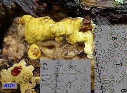 Attēlu rezultāti vaicājumam “Hypocrea pulvinata”