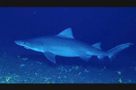 Image result for Odontaspis ferox