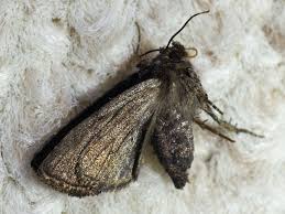 Attēlu rezultāti vaicājumam “Oligia sp.”