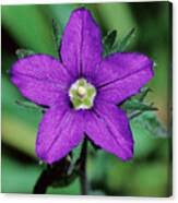 Image result for Legousia speculum-veneris