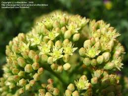 Attēlu rezultāti vaicājumam “Hylotelephium telephium bud”