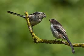 Attēlu rezultāti vaicājumam “Aegithalos caudatus adult”