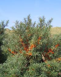 Attēlu rezultāti vaicājumam “Hippophae rhamnoides fruit”