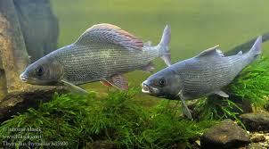 Image result for Thymallus thymallus