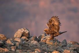 Attēlu rezultāti vaicājumam “Aquila chrysaetos adult”