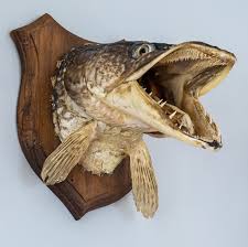 Image result for Esox lucius