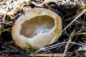 Attēlu rezultāti vaicājumam “Peziza vesiculosa”