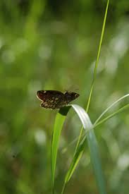 Attēlu rezultāti vaicājumam “Heteropterus morpheus underside”