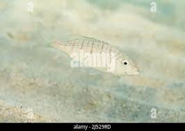 Image result for Lithognathus mormyrus