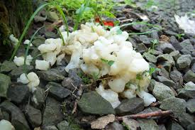 Attēlu rezultāti vaicājumam “Sebacina incrustans”