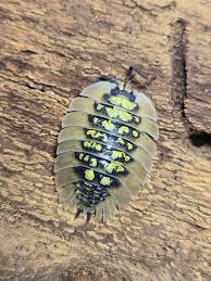 Attēlu rezultāti vaicājumam “Ommatoiulus sabulosus aimatopodus”