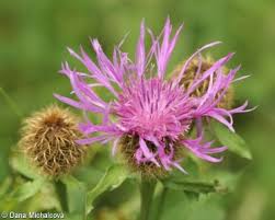 Image result for Centaurea pseudophrygia
