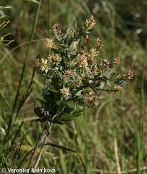 Attēlu rezultāti vaicājumam “Salix myrtilloides”