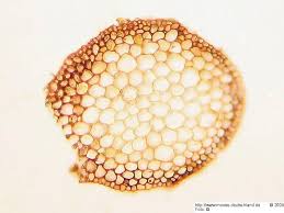 Attēlu rezultāti vaicājumam “Hamatocaulis vernicosus”