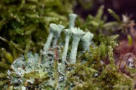 Attēlu rezultāti vaicājumam “Cladonia fimbriata”