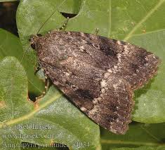 Attēlu rezultāti vaicājumam “Amphipyra pyramidea”